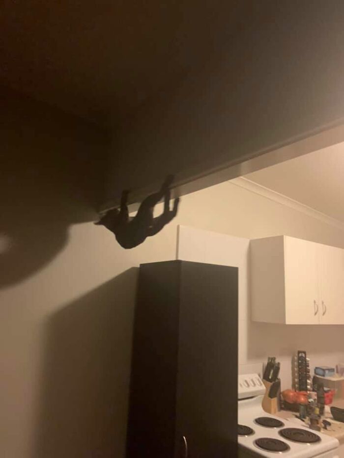 Este gato asustó a su mamá al aprender a treparse en el techo como una araña