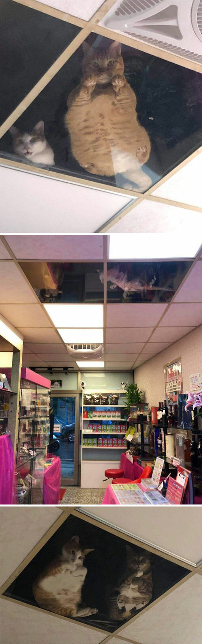 El dueño de una tienda colocó un techo de vidrio para que los gatos pudieran observarlo mientras trabajaba