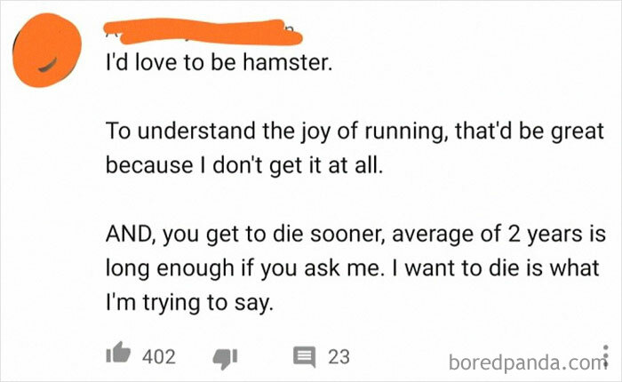 Comment On A Hamster Video