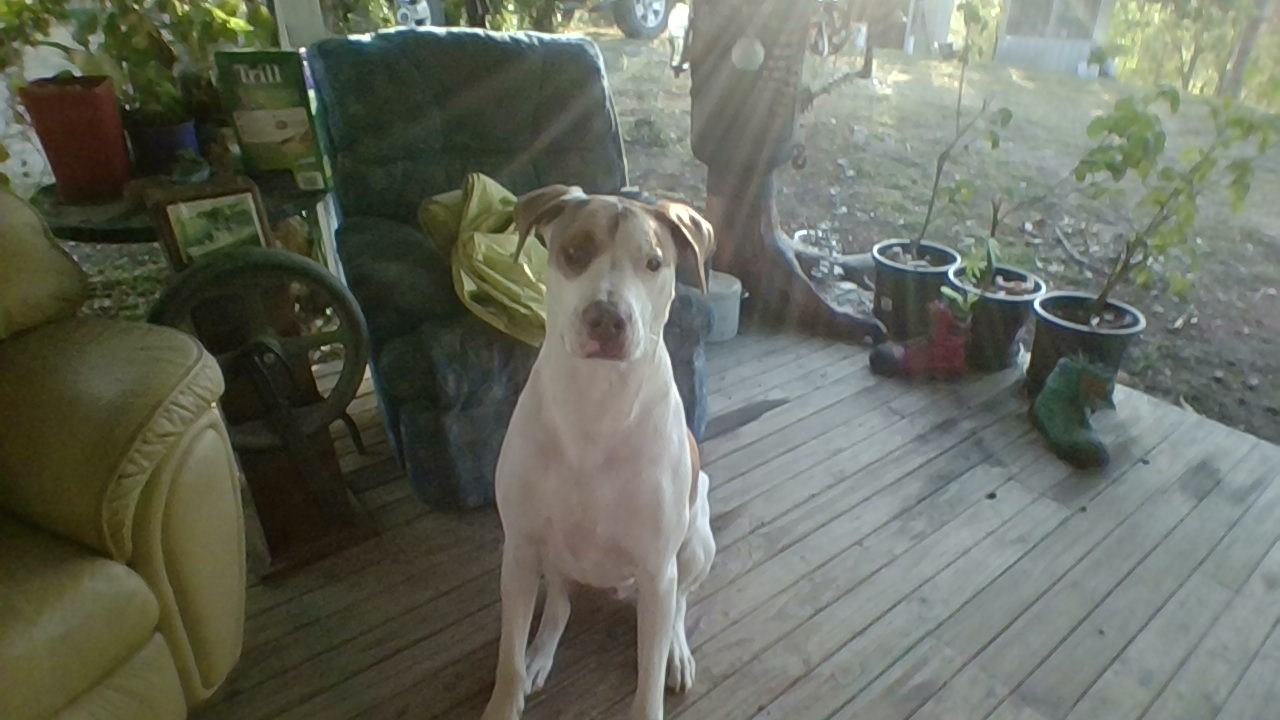 Hey Pandas, Post A Picture Of Your Pet Here!