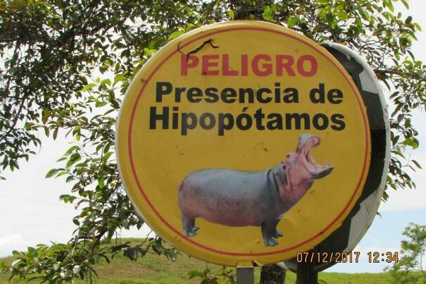 https-specials-imagesforbesimgcom-imageserve-5e33a07ff133f400076b3795-Color-photo-of-a-yellow-sign-with-a-photo-of-a-hippo-and-the-words-Peligro-Presencia-960x0jpgcropX10cropX21440cropY159cropY21019-616465744f83d-jpeg.jpg