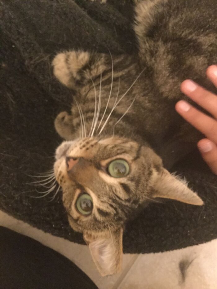 Blurry Photo Of Cat Because He Will Not Stay Still