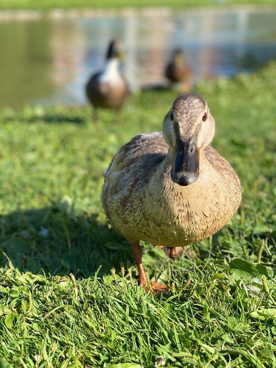 Not The Coolest, But Definitely Cutest Duck