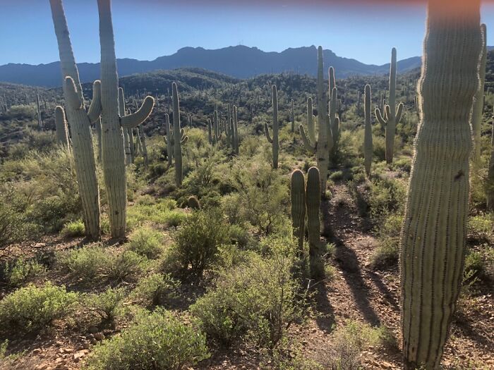 Sonoran Desert, Southwestern USA