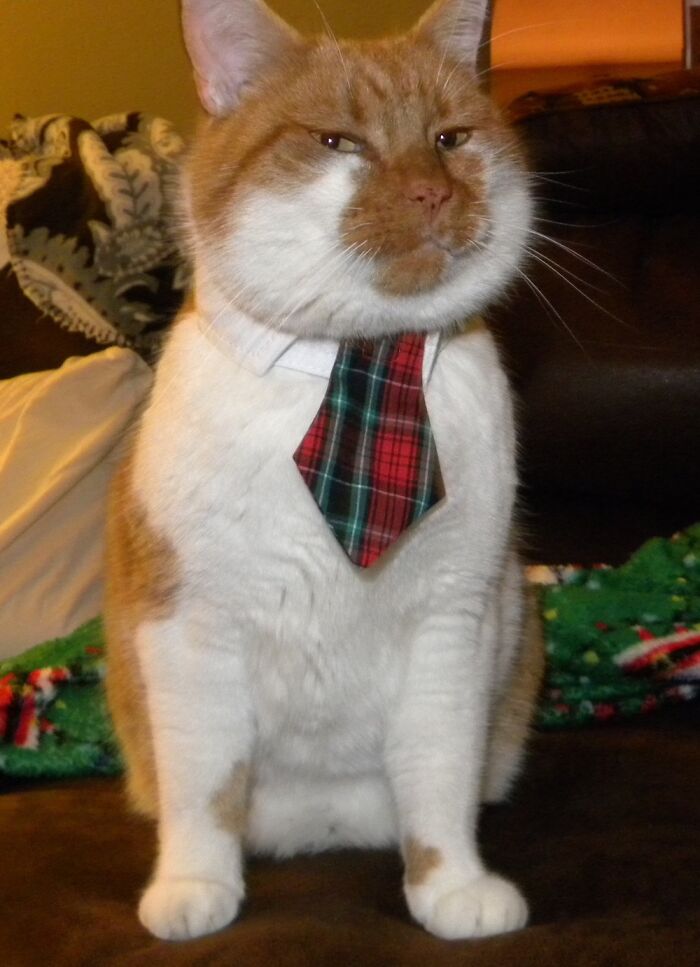 My Cat Vinnie, Found Him In Italy, Brought Him Home To The States. Quite The Dapper Kitty.