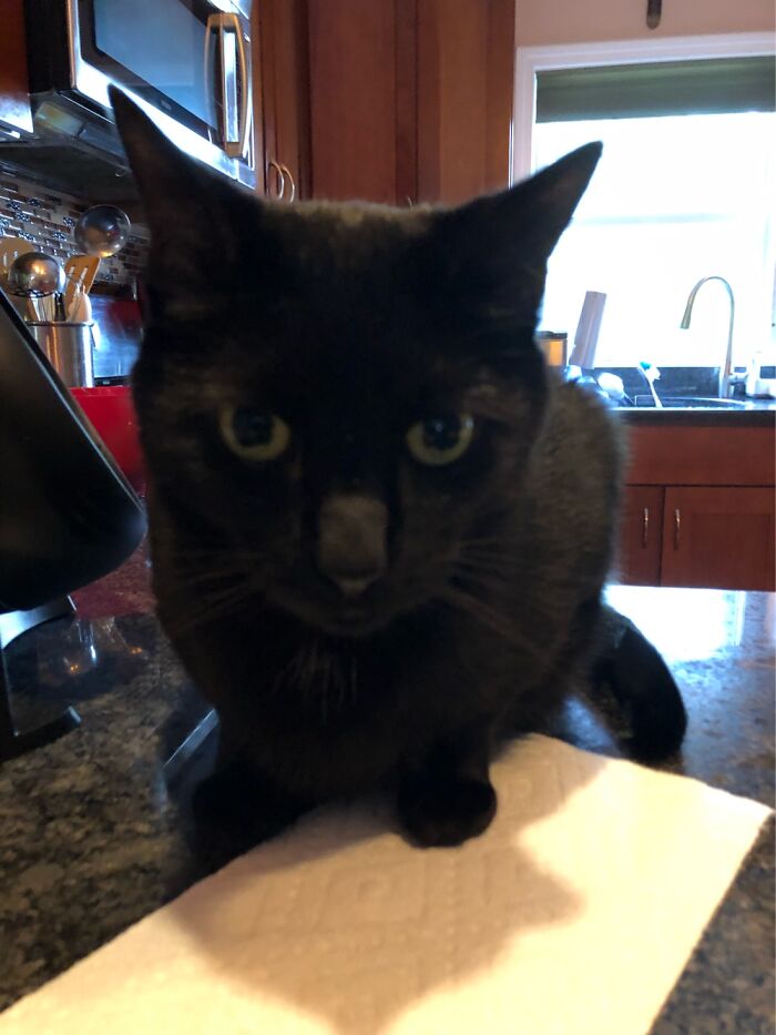 Blackie Wanting My Tuna Sandwich 🐈‍⬛