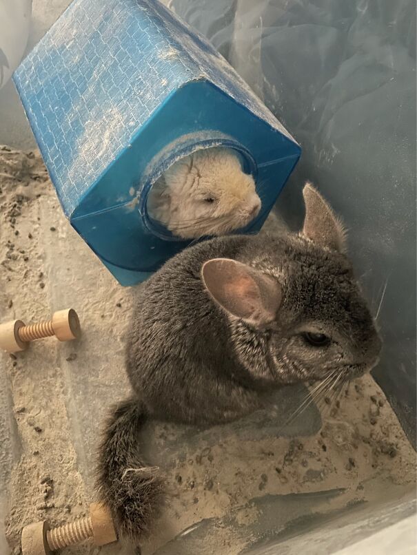 Their Names Are Snowball (One In The Bath House) And Willa. They Are Chinchillas
