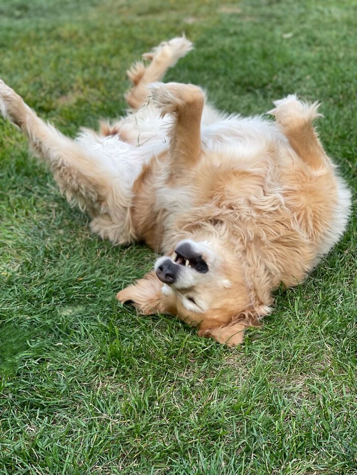 Gracie Experiencing Grass For The First Time In Her Life! She’s 10. We Live In The Desert.