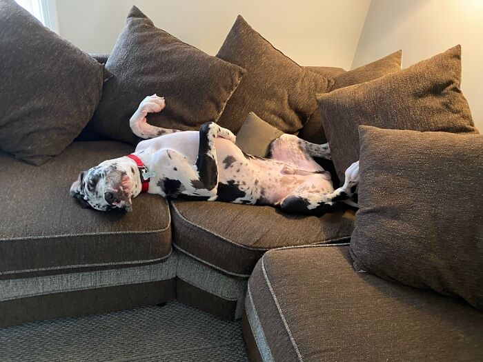 Chilling, Hard Being A 9 Month Old Great Dane !