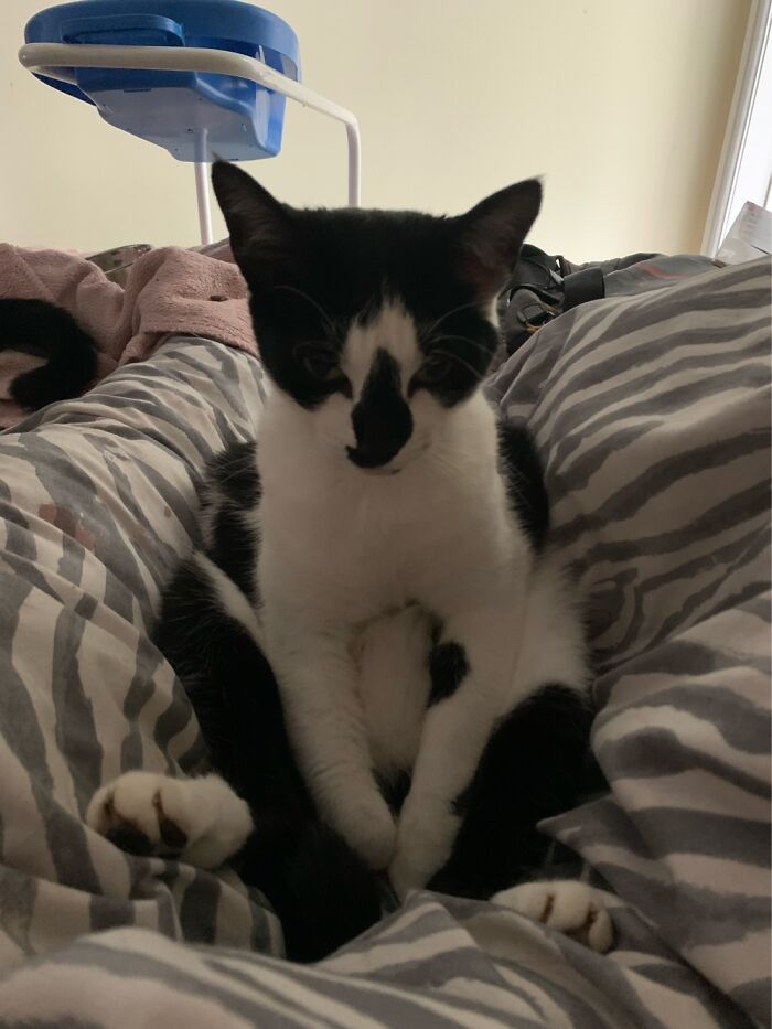 Domino Likes To Meditate On My Lap