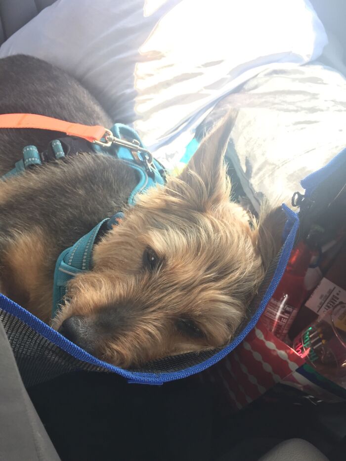 This Is How Our Pup Scout Rides In The Car- With His Own Pillow