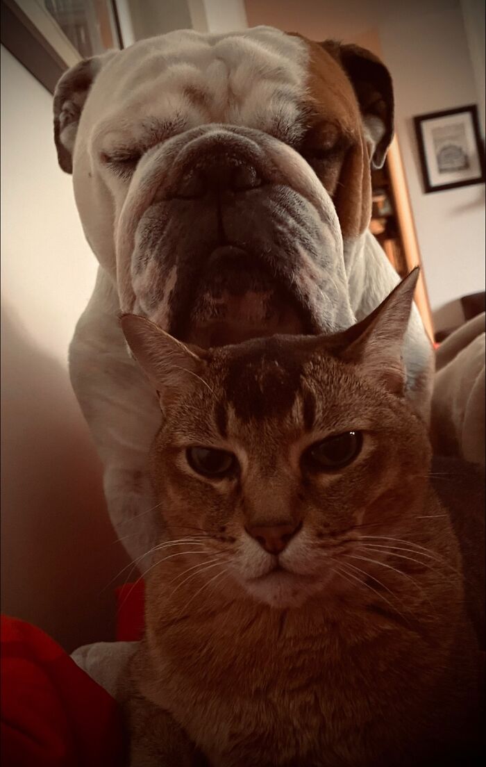Mundungus The Bulldoggs & Masamba The Burmilla Waking Me Up During The Weekends Demanding Food