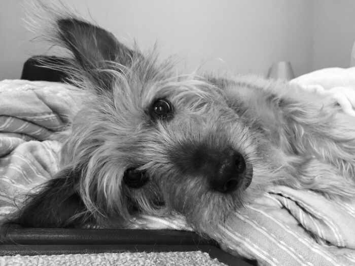 Scout, Our 10 Year Old Rescue. A Very Good Boy.