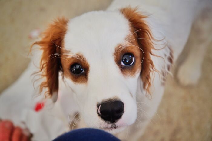 Like Butter Wouldn’t Melt! My Gorgeous 10 Month Old Cavoodle Jonesie