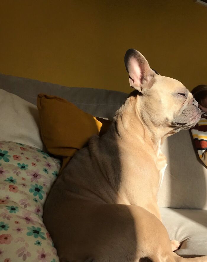 This Little Madam Just Vibing In The Autumn Sunshine!