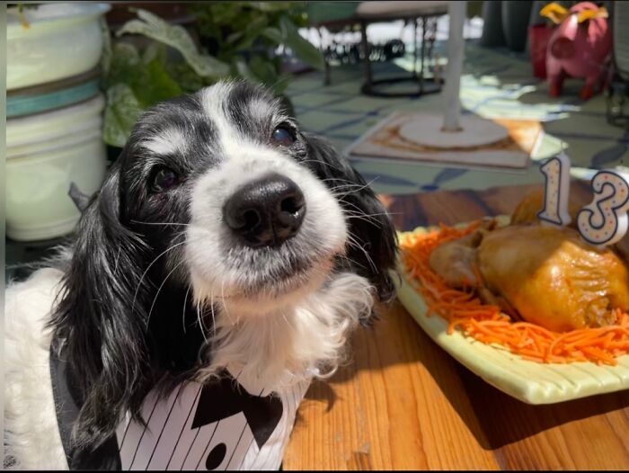 Socrates Is Celebrating His 13th Birthday With A Rotisserie Chicken On A Bed Of Carrots.