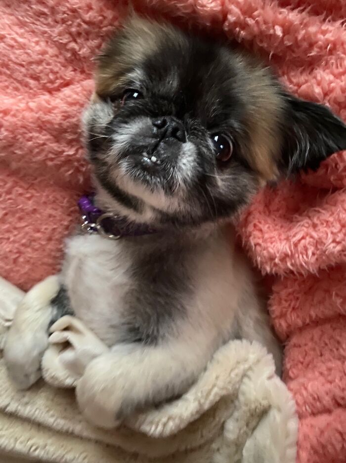 Here Is Zuzu Petals. Puppy Mill Rescue Living Her Best Life. Love This Girl!