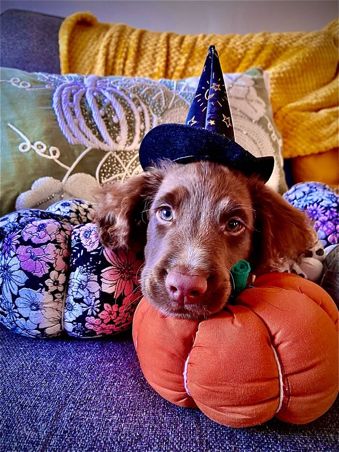 Halloween Puppy