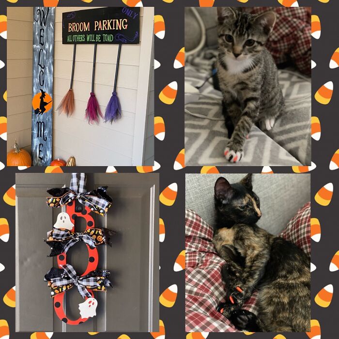 My Front Door Decor & My Kitties. I Made The Decor & Kitties Have On Claw Covers. 🎃