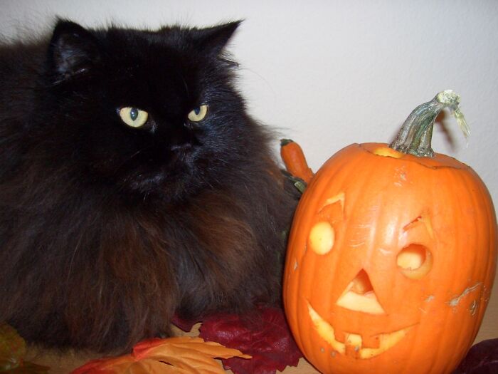 Purrcy And The Pumpkin