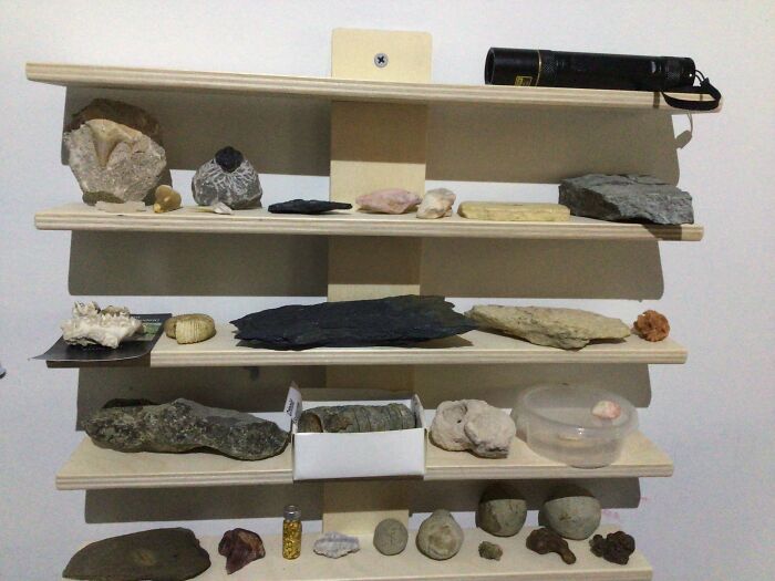 I Collect Fossils! I Found Most Of Them. This Is Just A Small Section Of My Museum