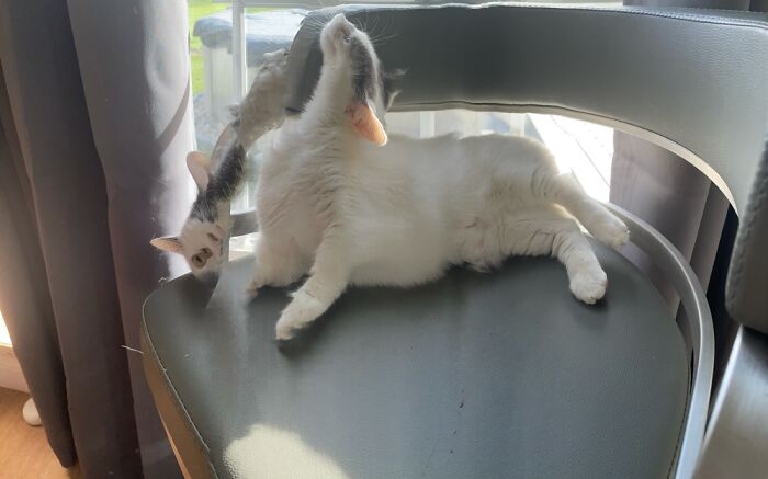 My Sister Showed Me The Panorama Challenge So I Tried It With Me Cat……this Was The Result