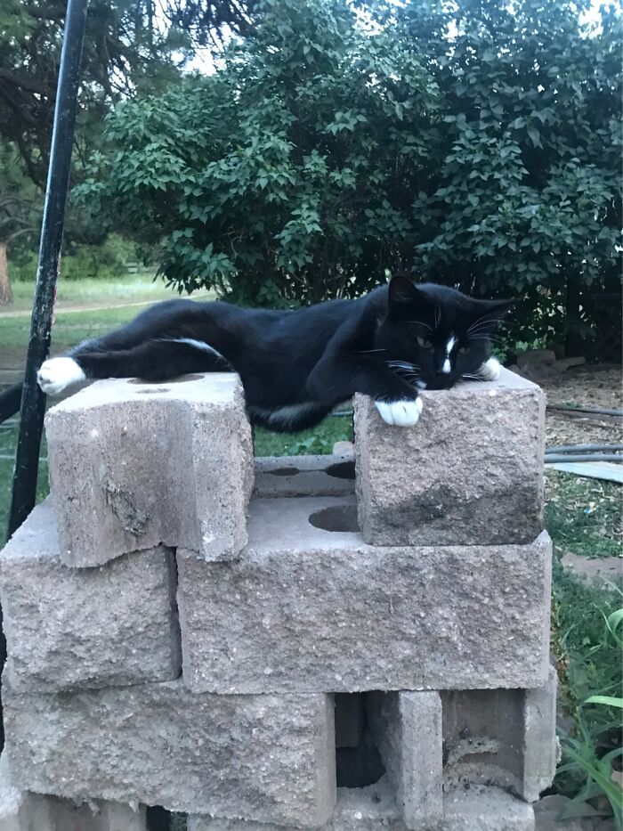 A Barn Cat Relaxing On A Pile Of Cinder Blocks