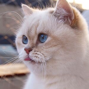 akbotatemirgali avatar