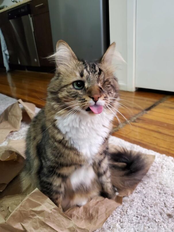 A Blep Of Epic Proportions!