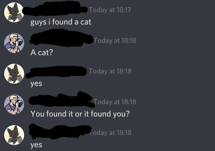They Found A Cat