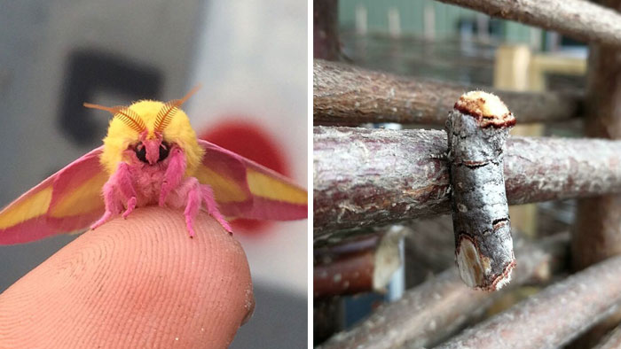 Bugs Are Truly Spectacular And Here Are 40 Pics To Prove That