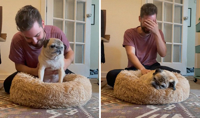 TikTok Video Of A Pug Being Way Too Lazy Goes Viral