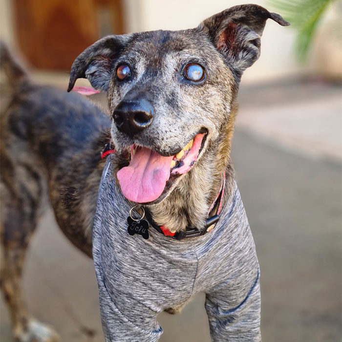 This Dog That Spent 10 Years In A Shelter Due To His Missing Leg, Old Age And Blindness Finally Finds His Forever Home