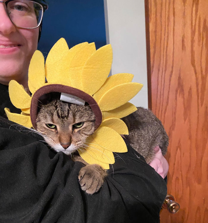My Cat's Halloween Costume That She Hates