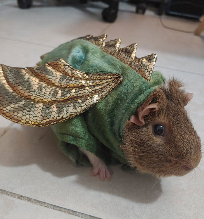 My Guinea Pig Juju In His Halloween Costume