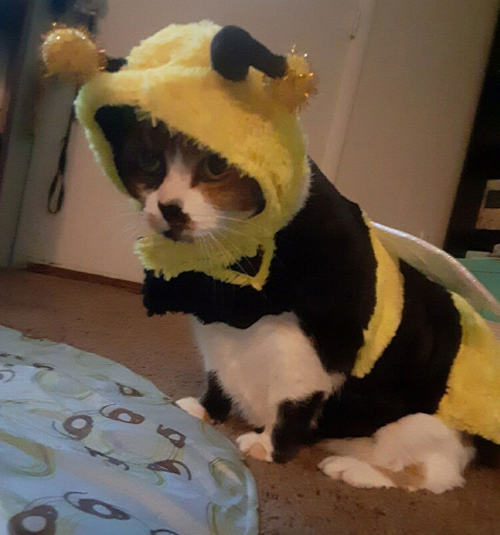 Meow In Her Halloween Costume