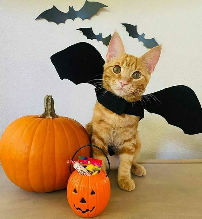 Listo para la noche de Halloween