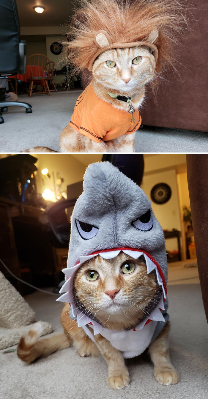 2018 & 2019. He Never Liked His Halloween Costumes. Enjoy This Lion And Shark