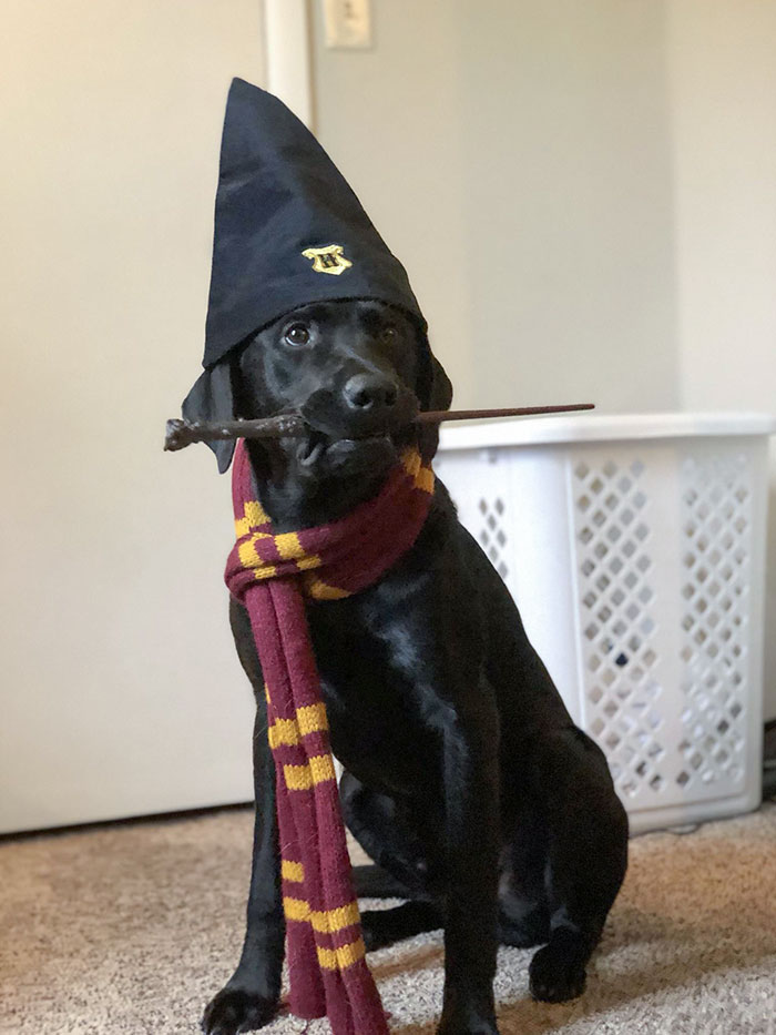 Perry Potter