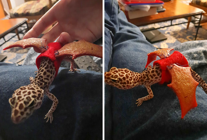 Le hice a mi Gecko un disfraz de Halloween