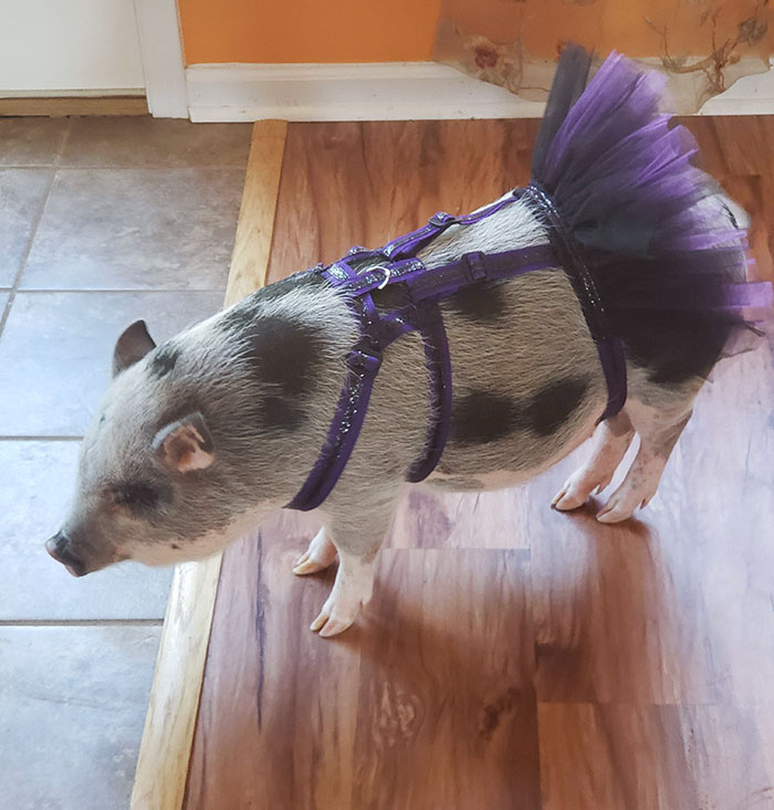 El cerdo mascota de mi madre con su disfraz de Halloween