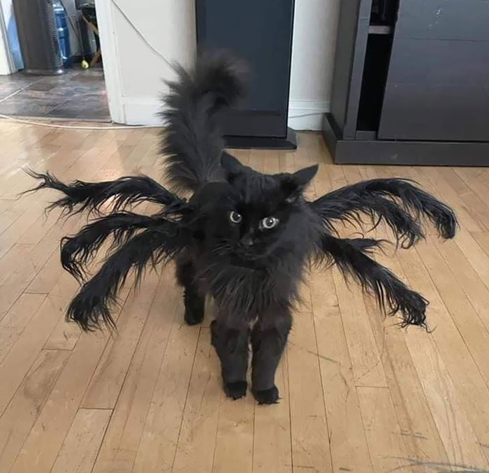 Admiren el disfraz de Halloween que mi hermana le compró a su gato