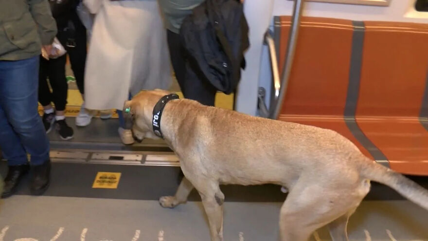 People Saw This Dog Using Public Transport In Istanbul, So Authorities Put A Tracker On Him - Turns Out He Travels Over 30 Kilometers A Day People Saw This Dog Using Public Transport In Istanbul, So Authorities Put A Tracker On Him - Turns Out He Travels Over 30 Kilometers A Day