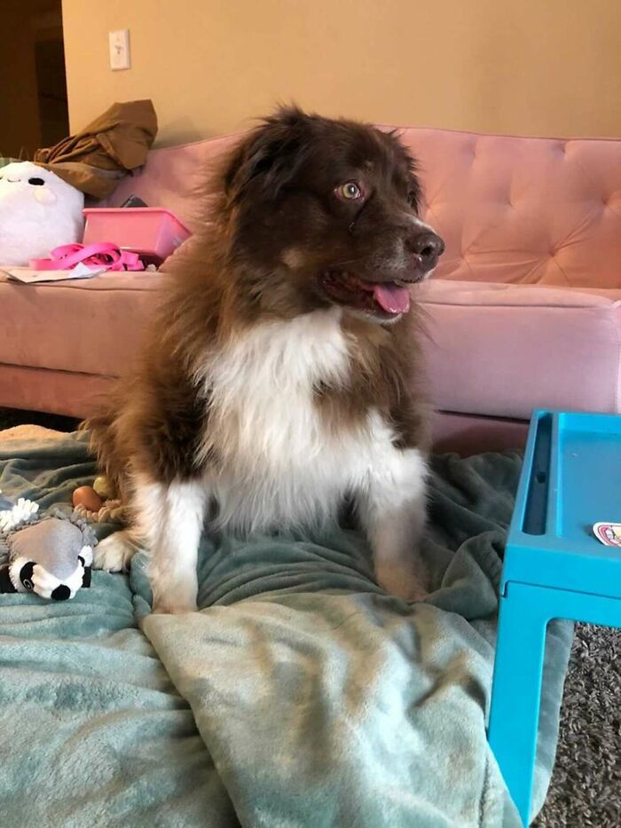 Dog That Was About To Be Put Down Gets Rescued And Adopted By A Couple That Drove For Hours To Get Him Dog That Was About To Be Put Down Gets Rescued And Adopted By A Couple That Drove For Hours To Get Him