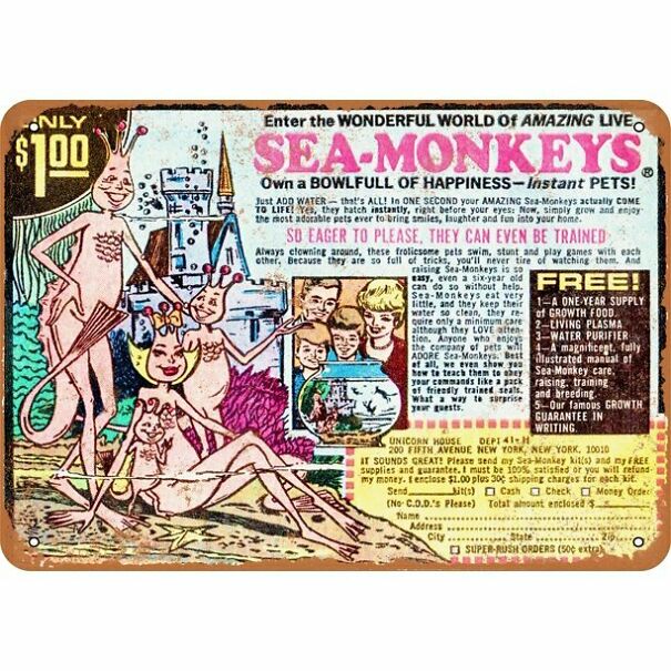 sea-monkeys-617dd2b2d4245-jpeg.jpg