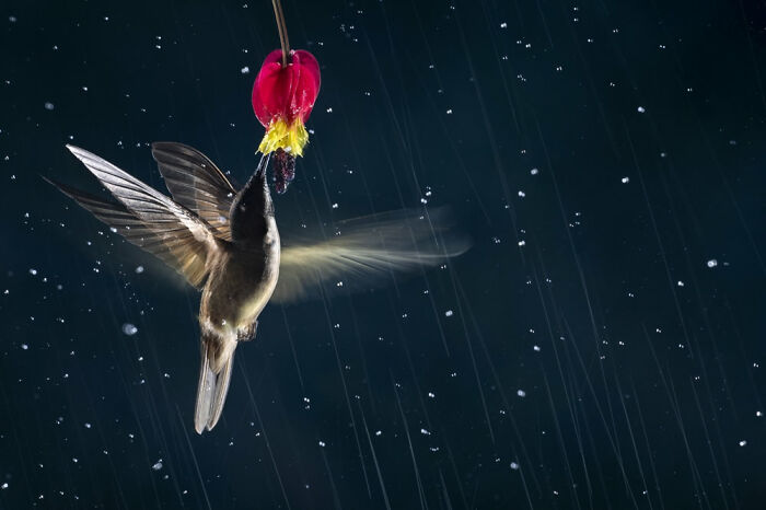 Volar bajo la lluvia, animales en su entorno: 3er Clasificado