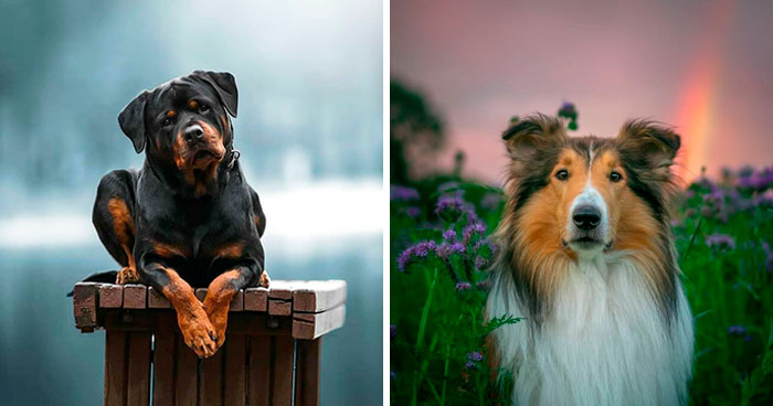 30 Of The Smartest Dog Breeds As Proved By Science