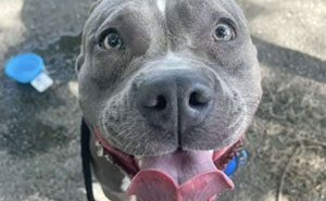 Abused And Abandoned Dog Gets Rescued By This Woman Straight From The Railroad Tracks Seconds Before The Train Comes