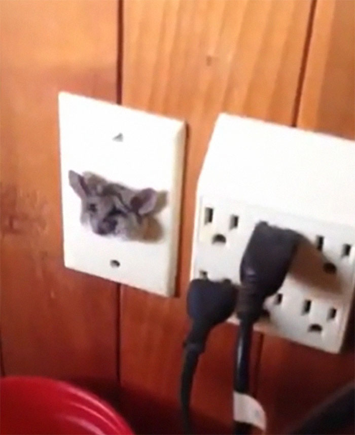 To Enter The House As A Mouse