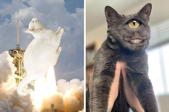 People Are Submitting Pics Of Their Pets To This Instagrammer, And She Gives Them Hilarious Makeovers (58 New Pics)